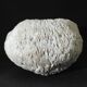 White coral cushion shark, vanuatu, papua new guinea