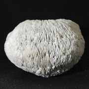 White coral cushion shark, vanuatu, papua new guinea