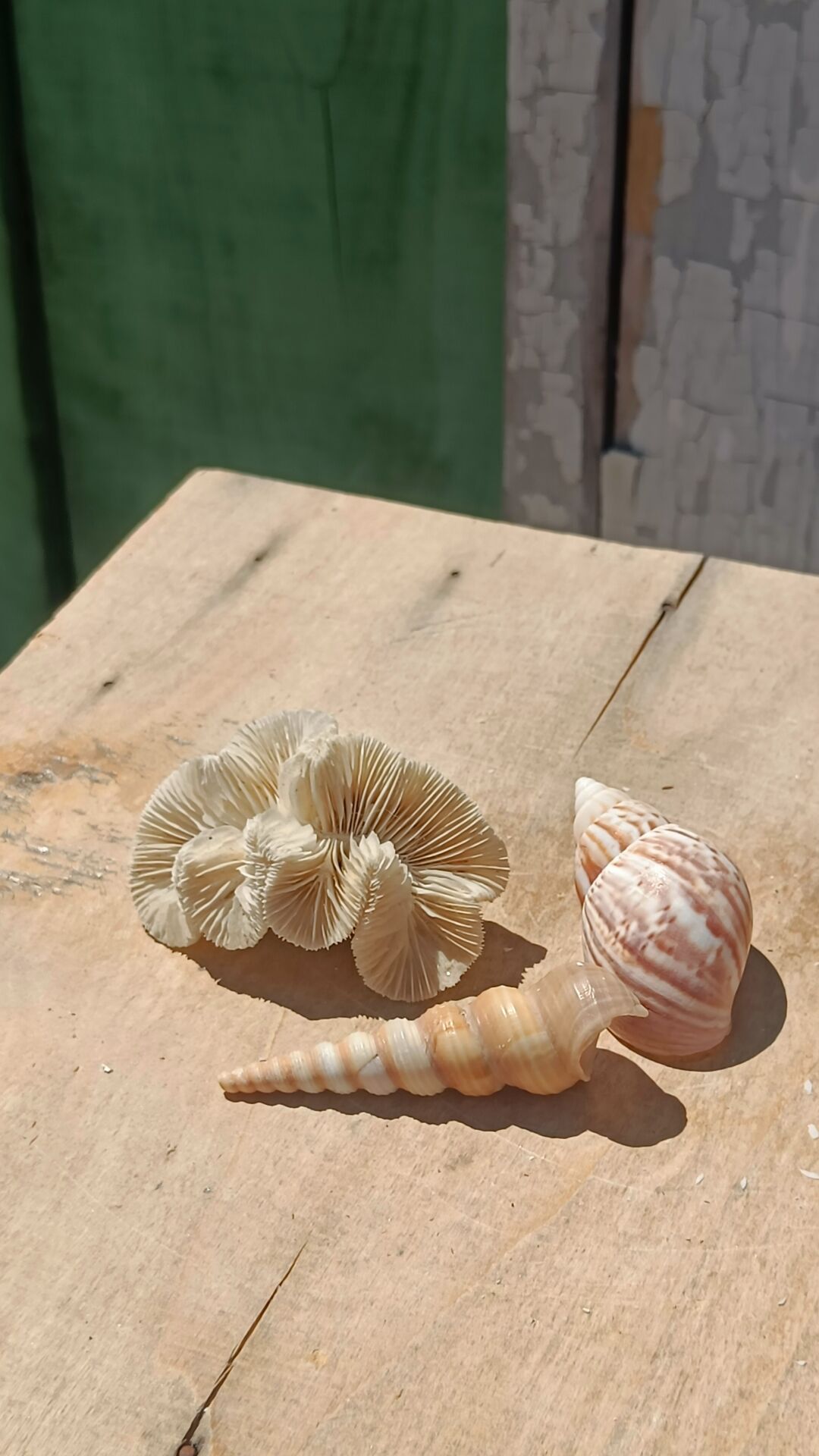 Coral and shells