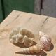 Coral and shells