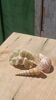 Coral and shells