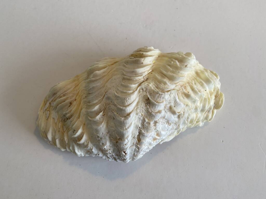 Holy water clam shell - 20x12x4cm - natural - 550g