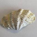 Coquillage bénitier - 20x12x4cm - naturel - 550g