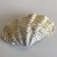 Holy water clam shell - 20x12x4cm - natural - 550g