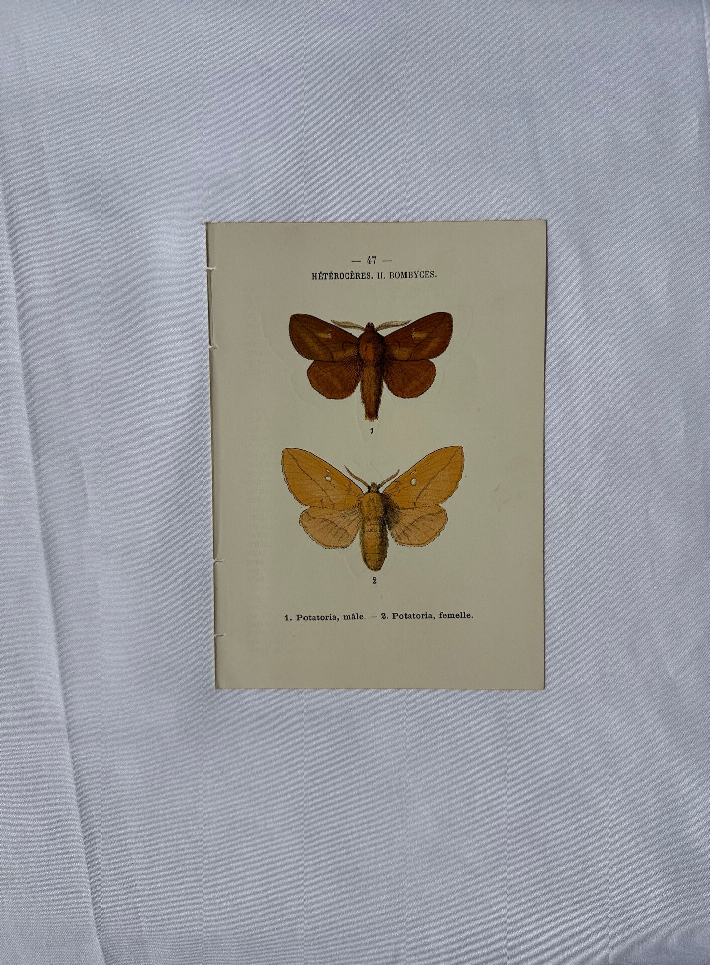 Planche Botanique Gravure Papillon naturaliste ancienne 19eme