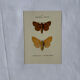 Planche Botanique Gravure Papillon naturaliste ancienne 19eme
