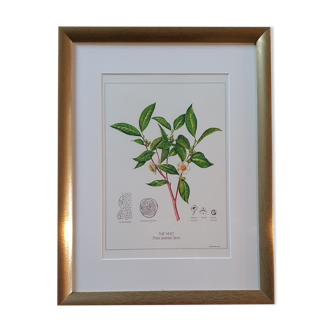 Botanical board Green tea under golden frame