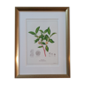 Botanical board Green tea under golden frame