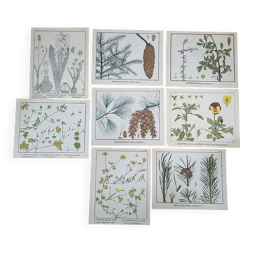 Ensemble de 9 planches botaniques – Atlas des plantes néerlandaises, L. Klaver