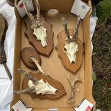 Hunting trophies