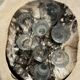 Very large pocket or dish in petrified wood