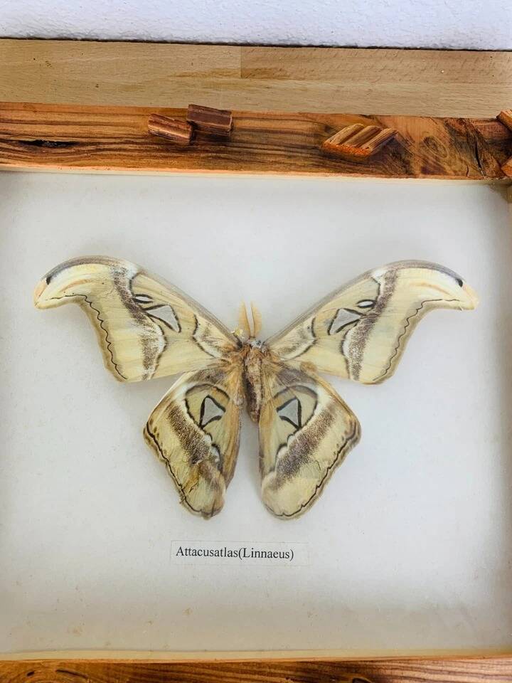 Framed taxidermy butterfly Attacus Atlas, vintage