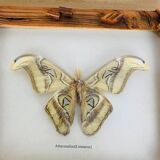 Framed taxidermy butterfly Attacus Atlas, vintage