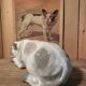 Ceramic English Bulldog