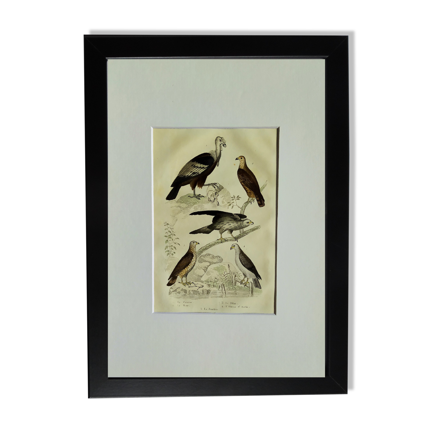 Original ornithological plate "Condor - Buzzard - Kite - &c..." Buffon 1836