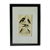 Planche ornithologique originale "Condor - Buse - Milan - &c... " Buffon 1836