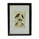 Planche ornithologique originale "Condor - Buse - Milan - &c... " Buffon 1836