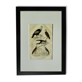 Planche ornithologique originale "Condor - Buse - Milan - &c... " Buffon 1836