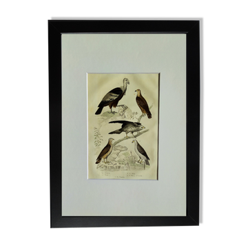 Planche ornithologique originale "Condor - Buse - Milan - &c... " Buffon 1836