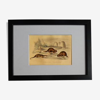 Original Zoological Board "Otter - Beavers of Canada" Buffon 1838