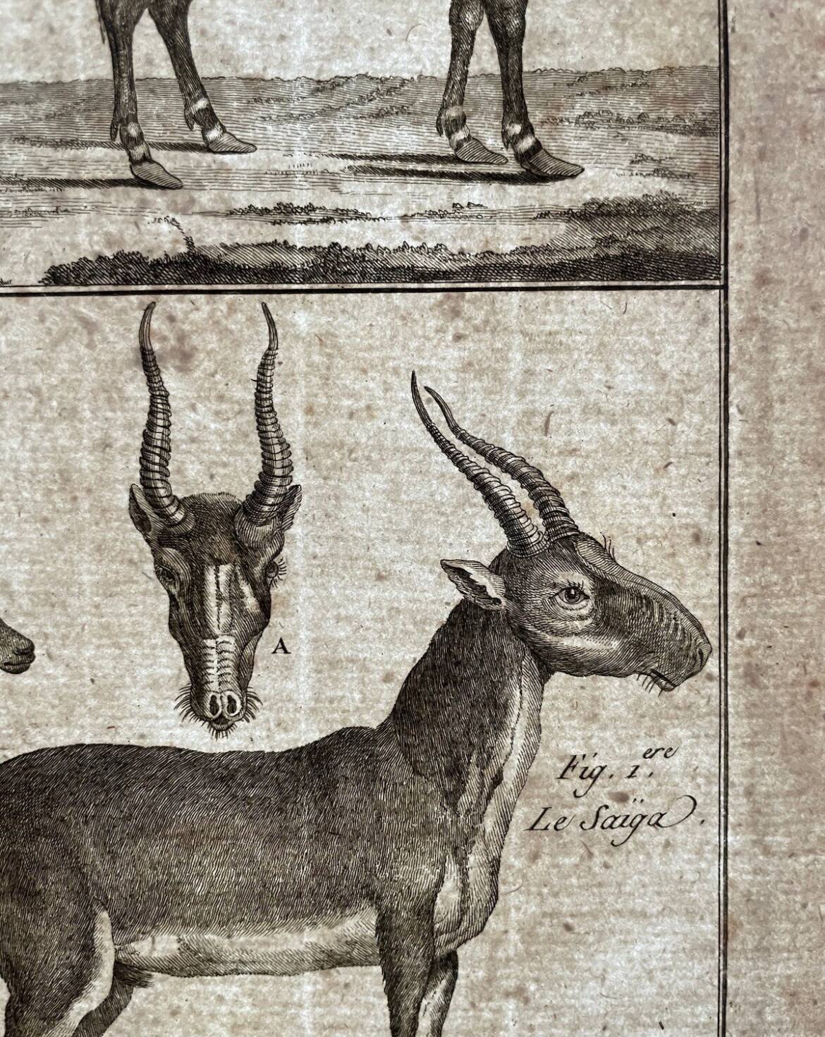 Engraving Old book 18th century Buffon, Bonnaterre, Natural history