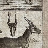 Engraving Old book 18th century Buffon, Bonnaterre, Natural history