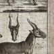 Engraving Old book 18th century Buffon, Bonnaterre, Natural history