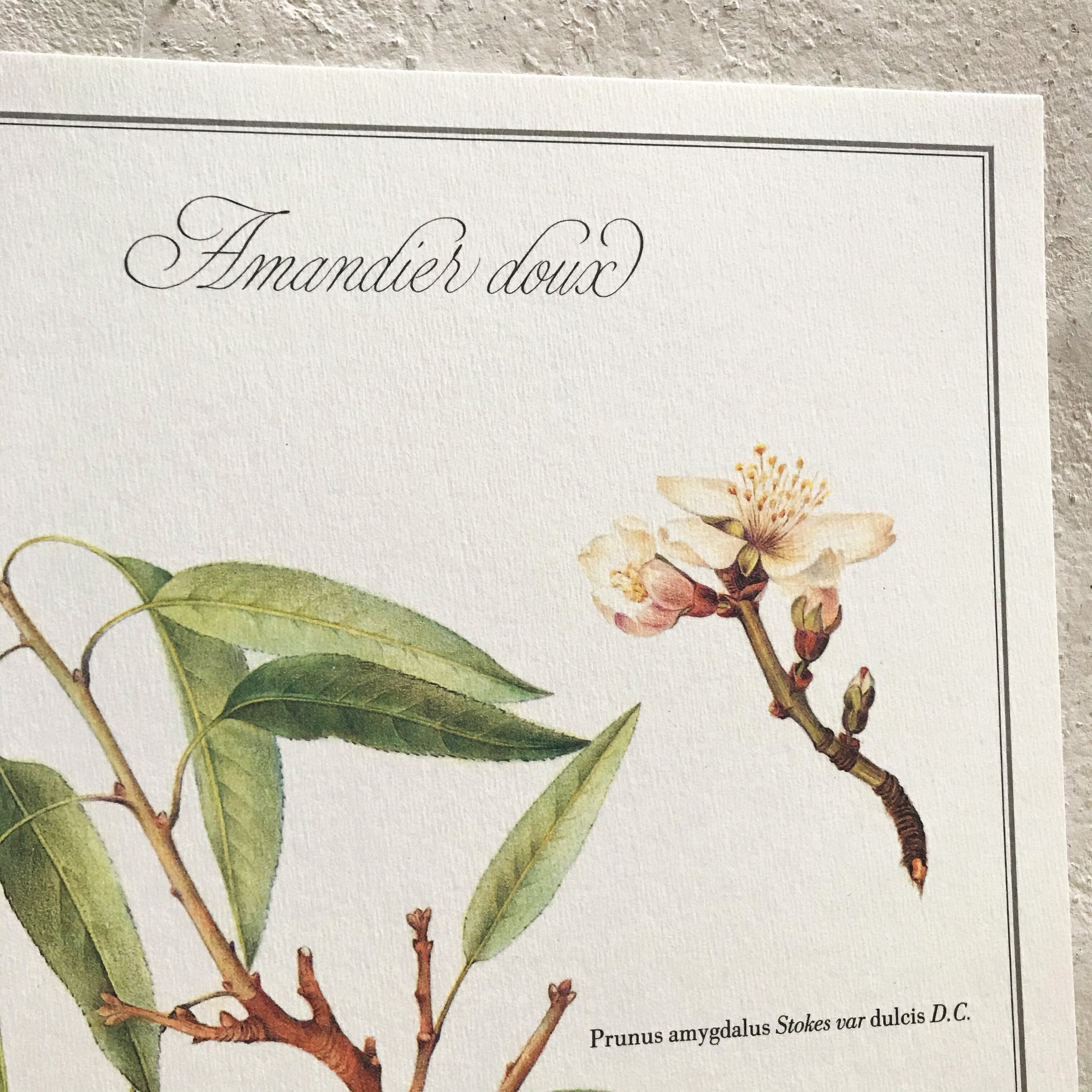 Botanical plank the sweet almond tree