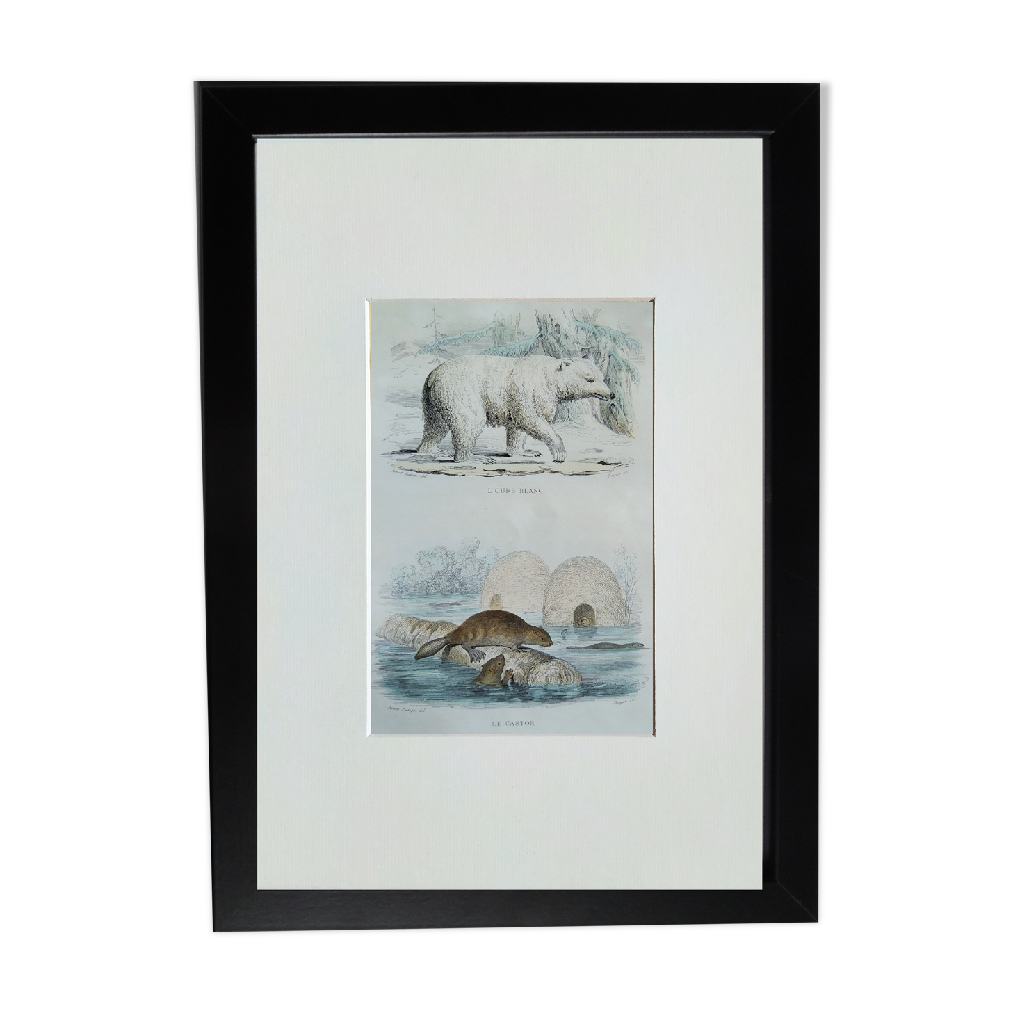 Original zoological illustration "Polar Bear & Beaver" - Buffon 1840