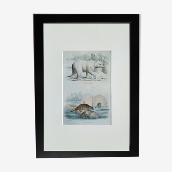 Original Zoological Board " Polar Bear & Beaver " - Buffon 1840