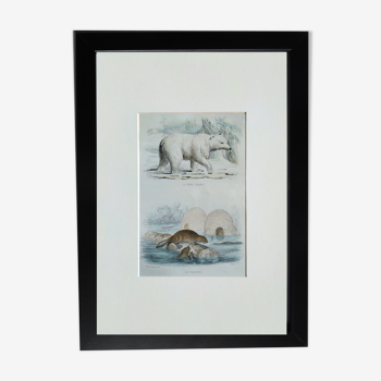 Planche zoologique originale " ours blanc & castor " - buffon 1840