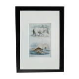 Planche zoologique originale " ours blanc & castor " - buffon 1840