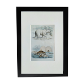 Original zoological illustration "Polar Bear & Beaver" - Buffon 1840