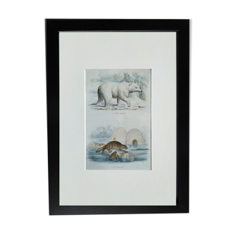 Planche zoologique originale " ours blanc & castor " - buffon 1840