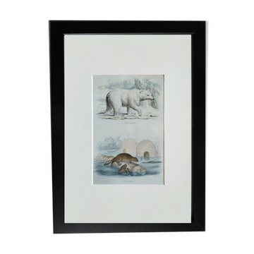 Planche zoologique originale " ours blanc & castor " - buffon 1840