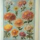 Old lithograph 1922, Chrysanthemums, varieties, botany, flowers • Engraving, original illustration