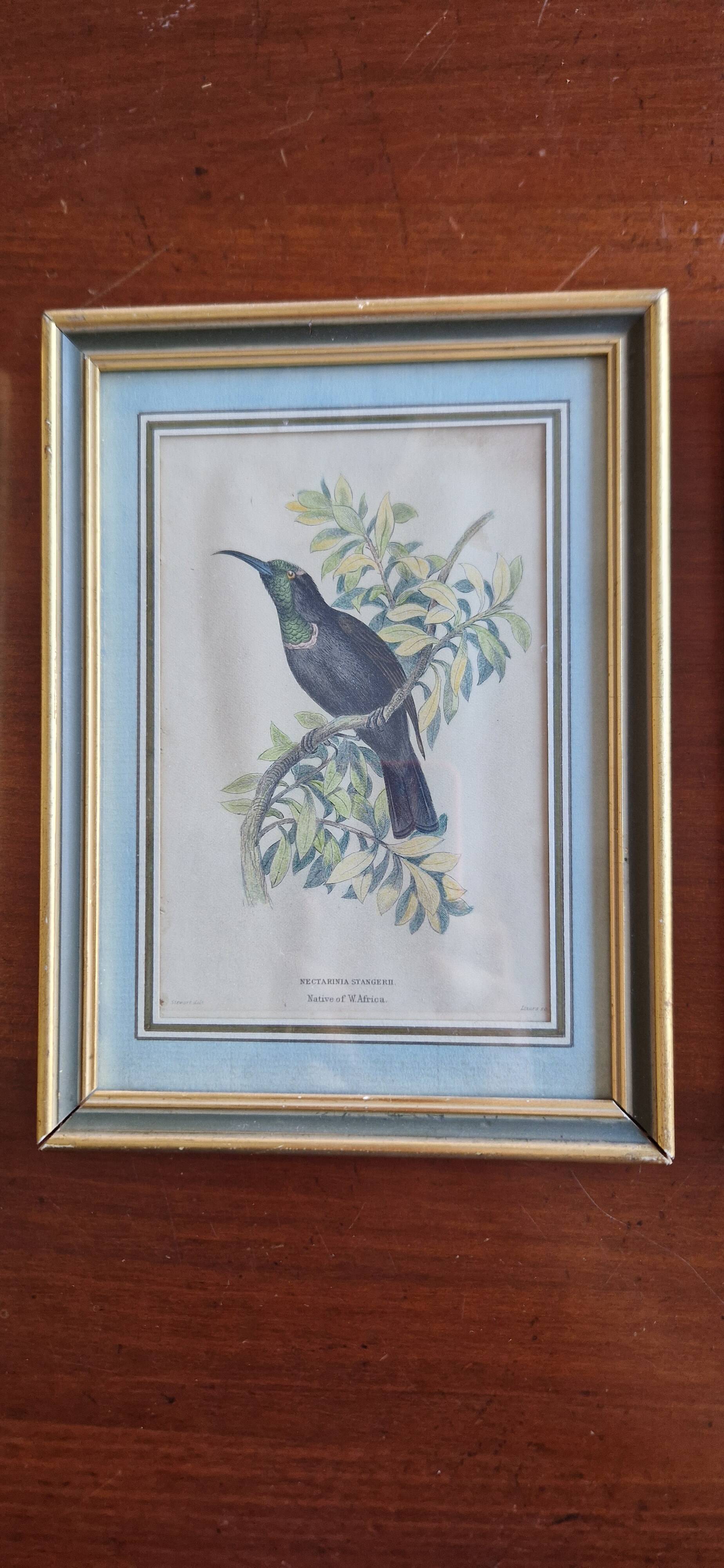 3 engravings Birds Lidzars
