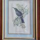 3 engravings Birds Lidzars