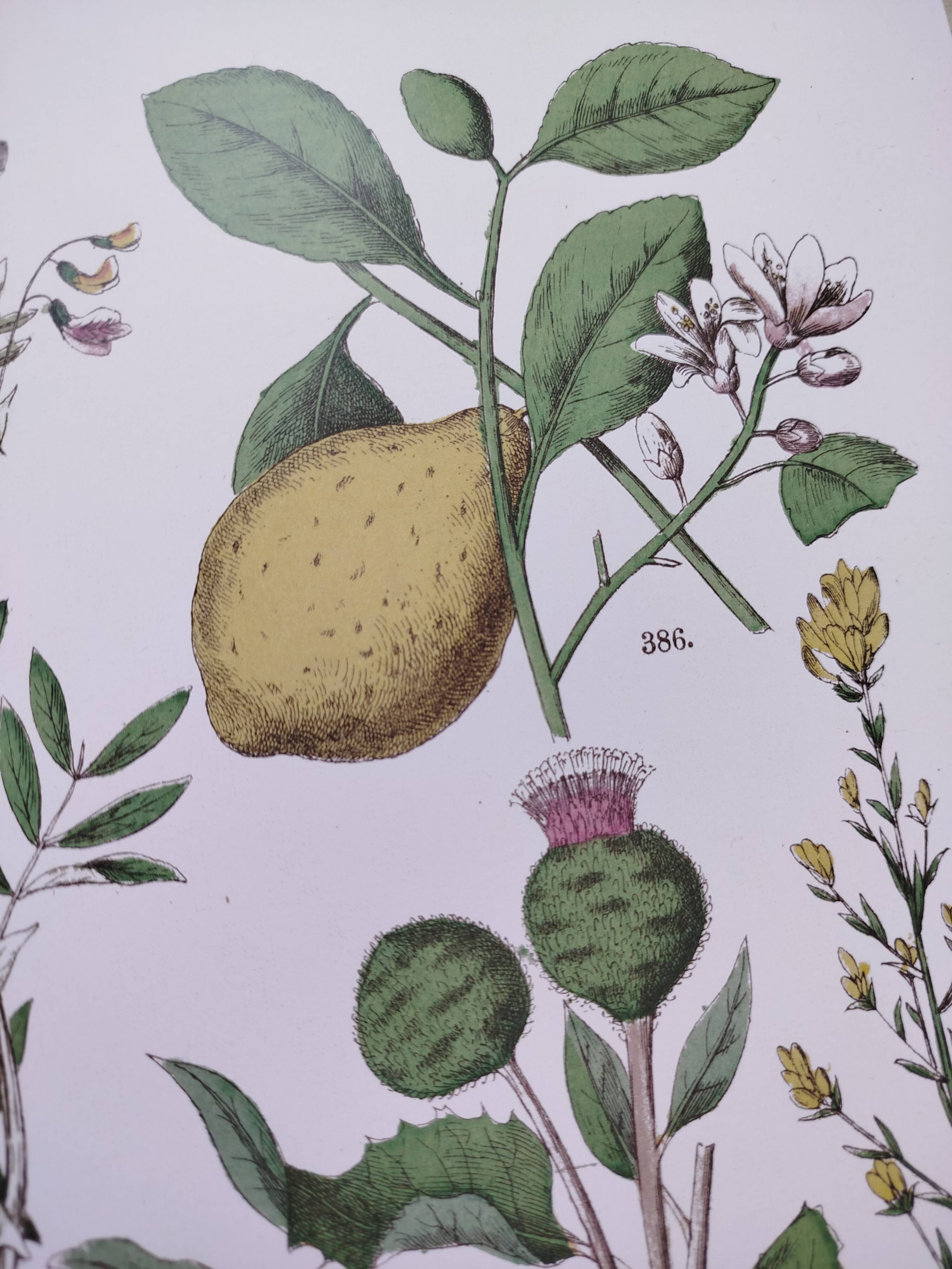 Plant poster based on an 1881 engraving "lemon"