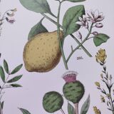 Plant poster based on an 1881 engraving "lemon"