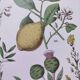 Plant poster based on an 1881 engraving "lemon"