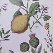 Plant poster based on an 1881 engraving "lemon"