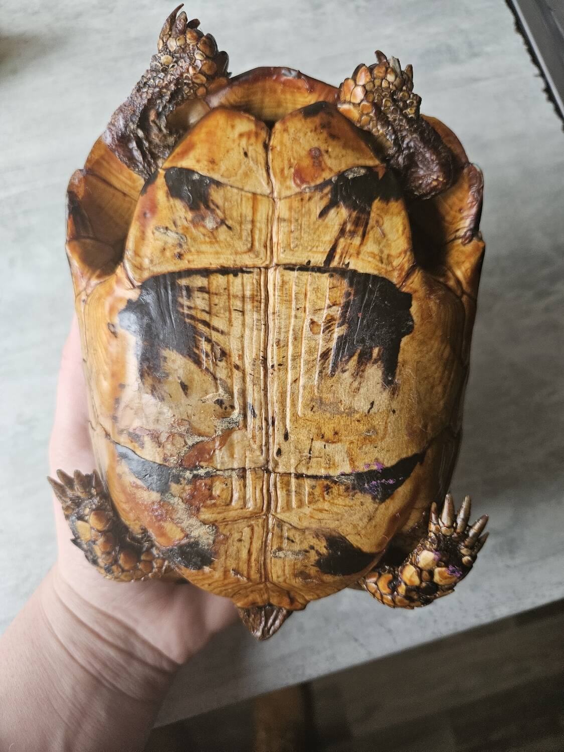 Stuffed turtle