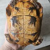 Stuffed turtle