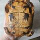 Tortue naturalise