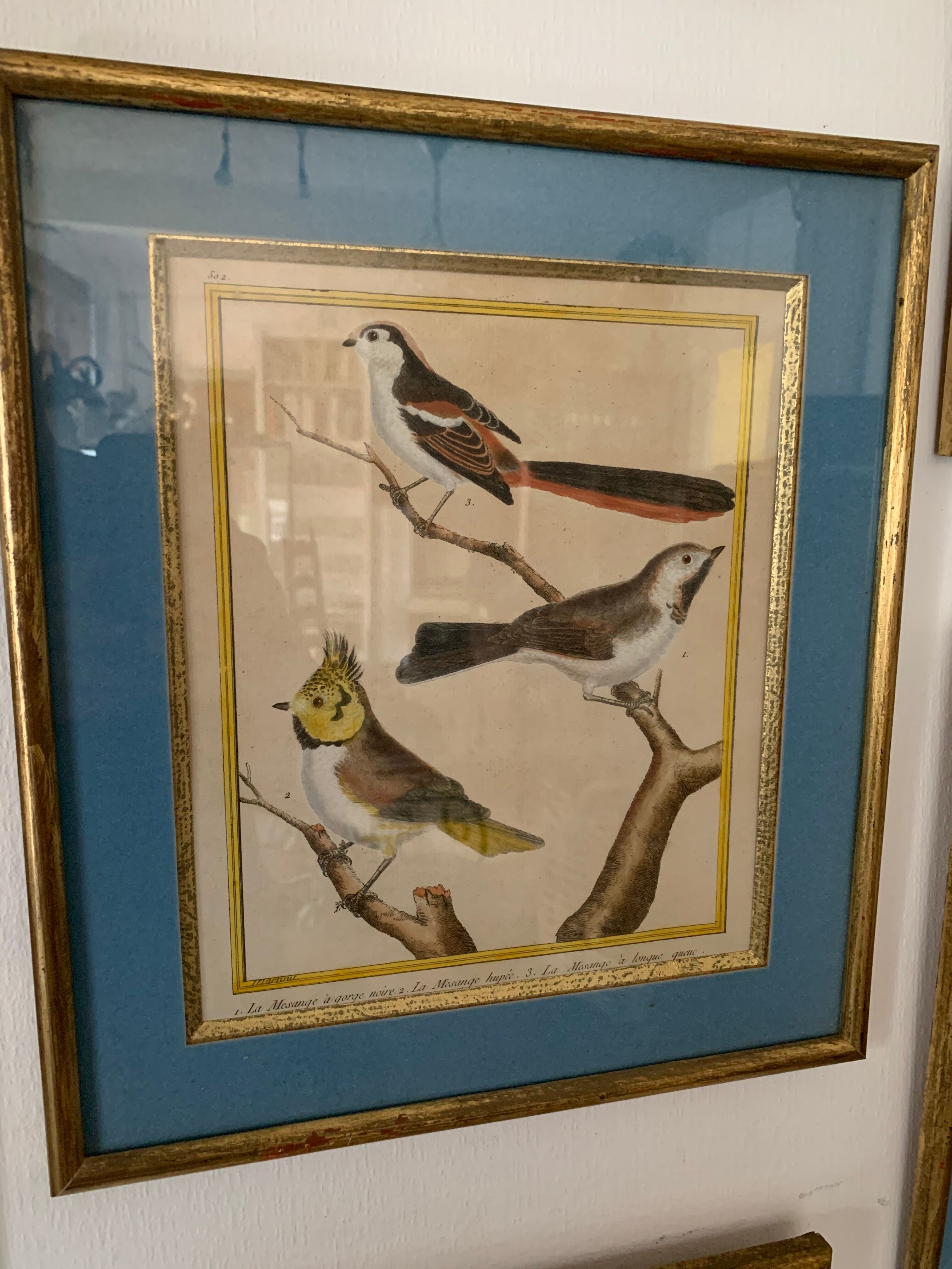 Set of 7 bird engravings