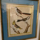 Set of 7 bird engravings