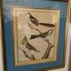 Lot de 7 gravures oiseaux