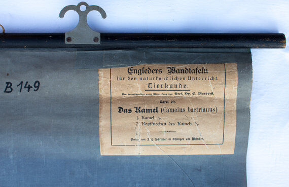 Poster "Camel" wall Engleders lithograph by J. F. Schreiber 1897