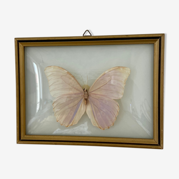 Naturalized butterfly frame